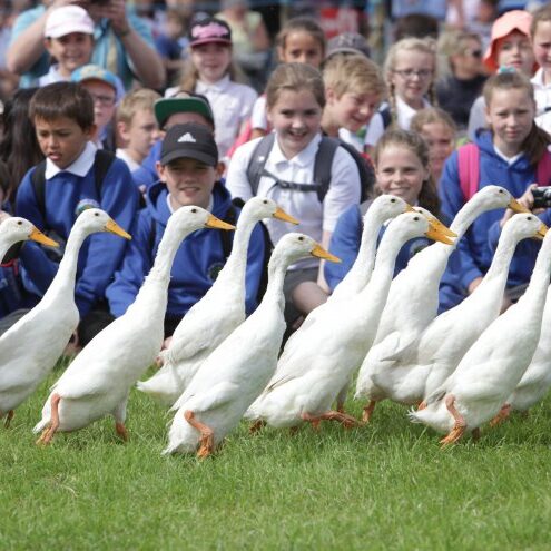 22032_royal_three_counties_show_2019_geese